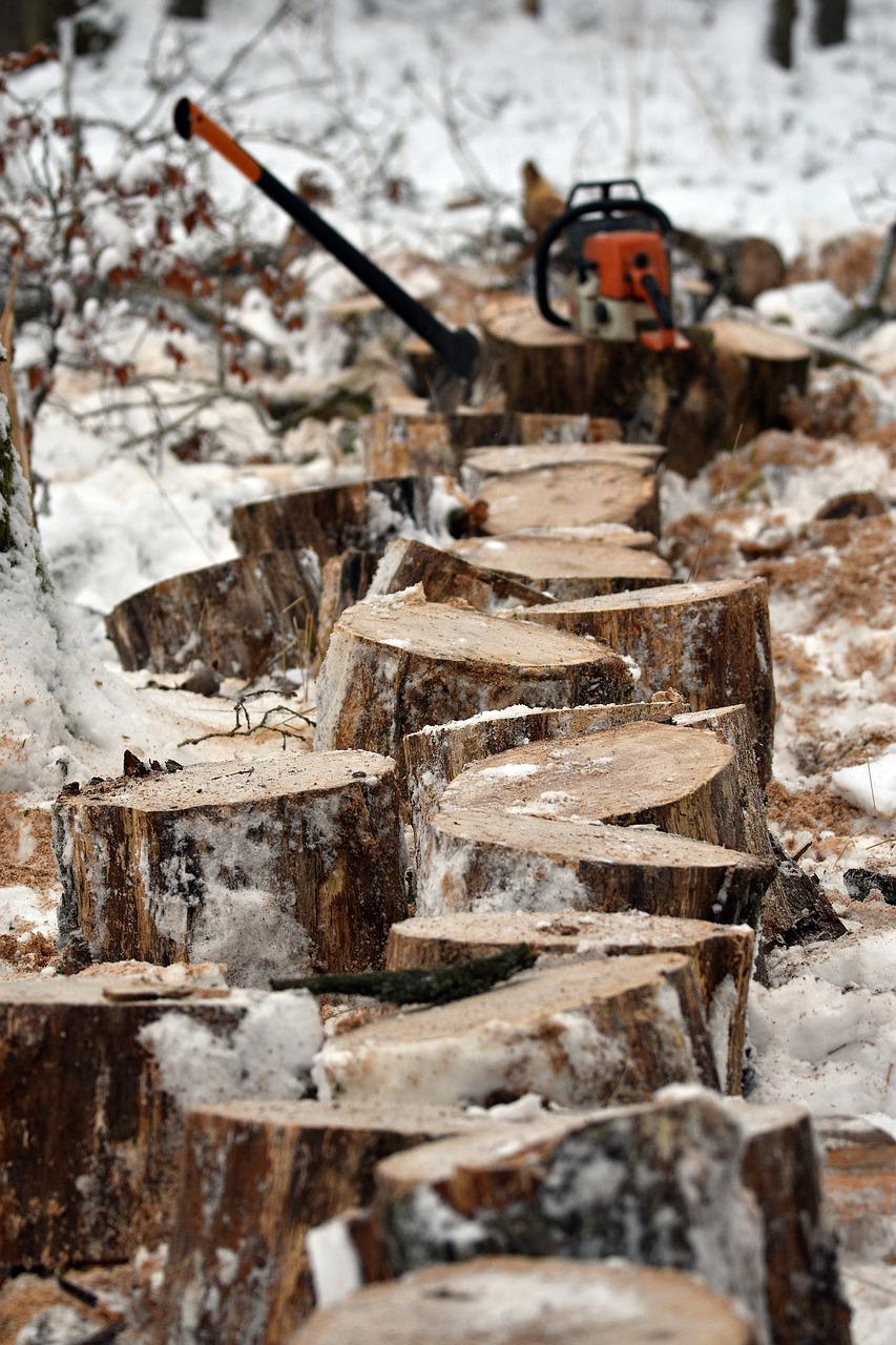 forest, tree stumps, deforestation-5924347.jpg